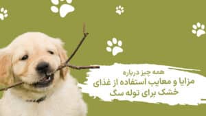 مزایا و معایب استفاده از غذای خشک برای توله سگ