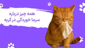 سرماخوردگی گربه
