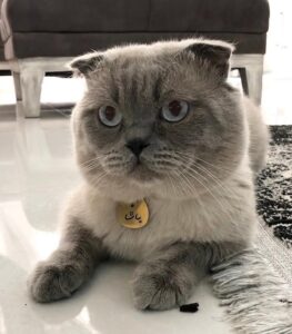 گربه بریتیش پت شاپ تام وجری با پلاک