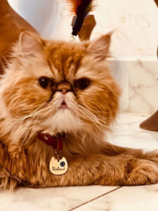 پلاک برای گربه پرشین