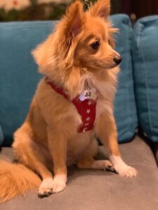 پلاک سگ برای شیواوا