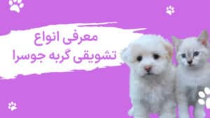تشویقی گربه جوسرا