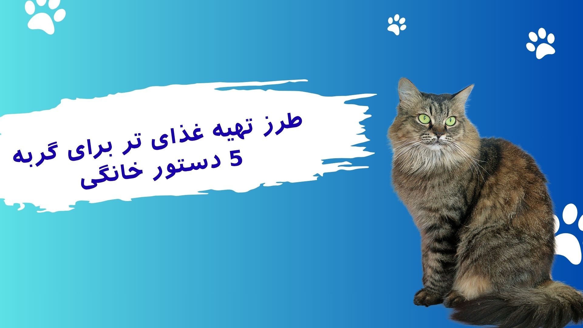 غذای خانگی گربه