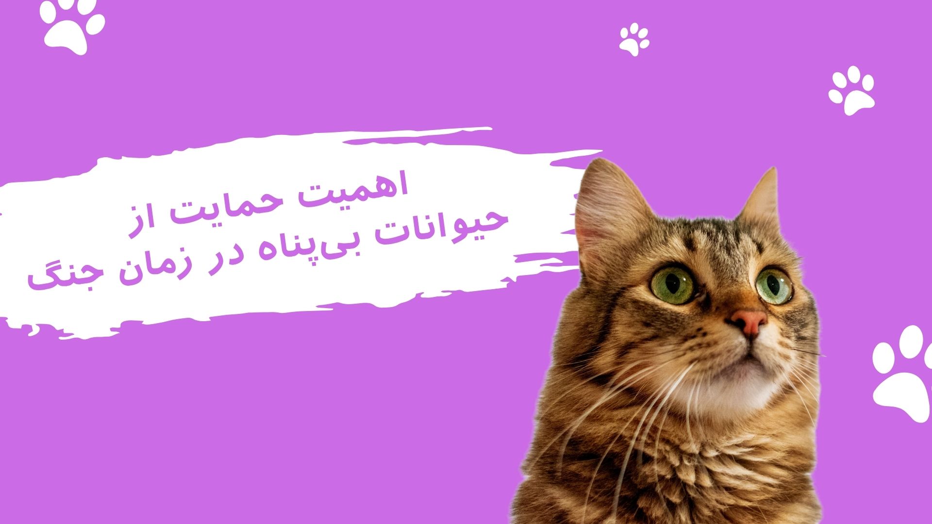 اهمیت حمایت از حیوانات بی پناه