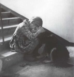 اهمیت حمایت از حیوانات بیپناه در زمان جنگ