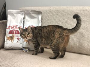 غذای گربه فیت رویال کنین