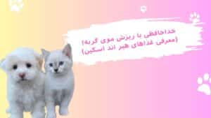 غذای تقویت پوست و مو گربه ها