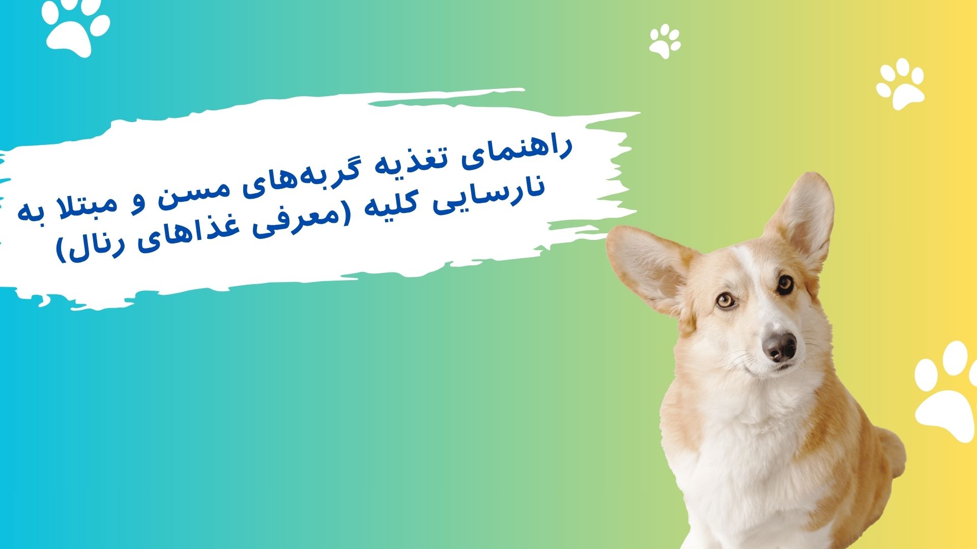 غذای گربه های مسن