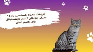 غذای گربه های گاسترواینتستینال