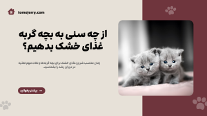 از چه سنی به بچه گربه غذای خشک بدهیم