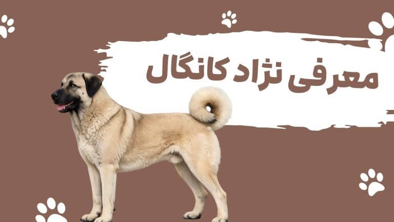معرفی نژاد کانگال