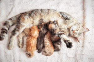 تشخیص حاملگی در گربه‌ها