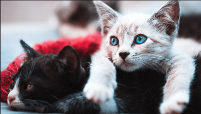 introducing-and-comparing-the-best-apartment-cat-breeds